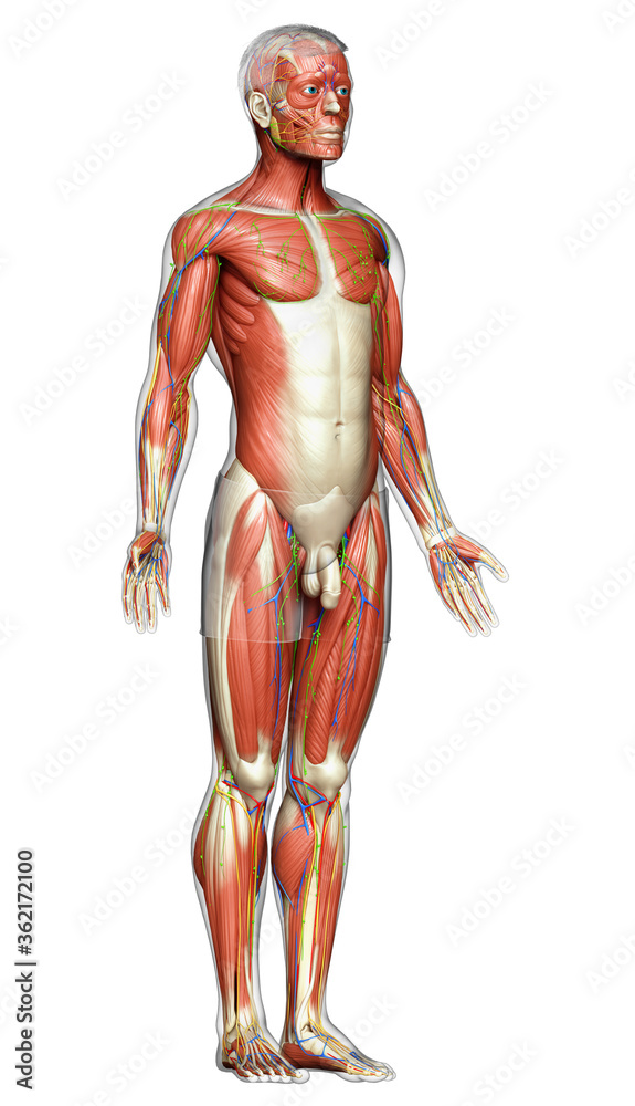 3d rendered medically accurate illustration of a male muscle system