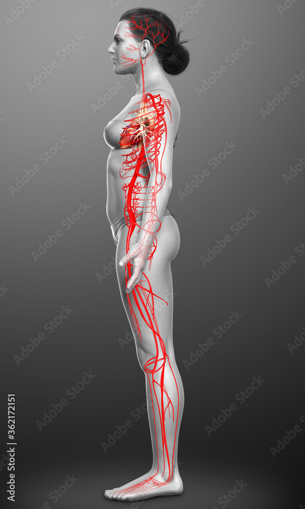 3d rendered medically accurate illustration of Female arteries 3d rendered medically accurate illustration of Female arteries