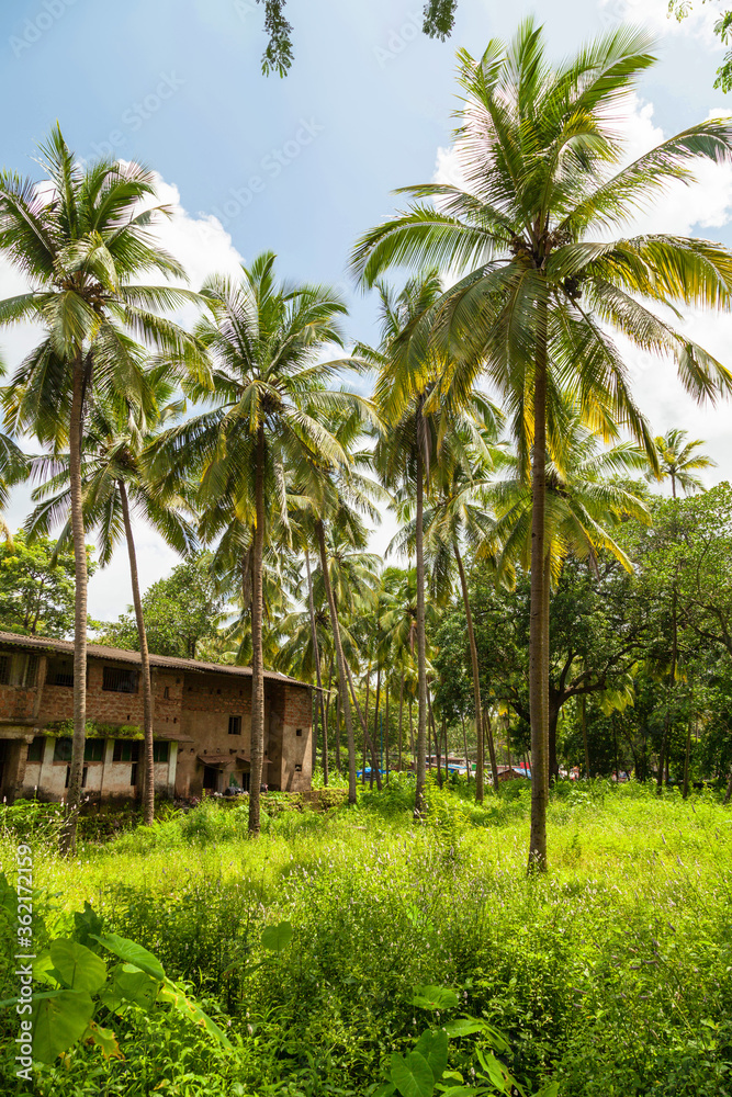 Obraz Old town with coconut trees at Goa, India