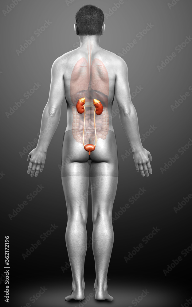 3d rendered, medically accurate illustration of the kidneys 3d rendered, medically accurate illustration of the kidneys