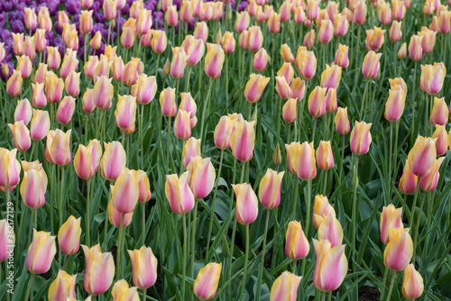 A field of pink tulips. Spring, floral background. Nature. Field of pink flowers. Spring, floral image.