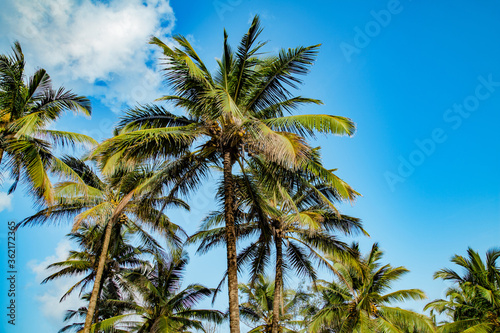 Coconut tree with blue sky at Goa, India.