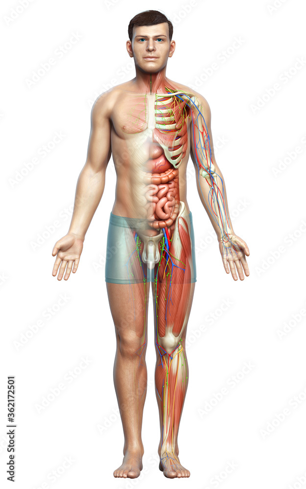 3d rendered medically accurate of the male anatomy