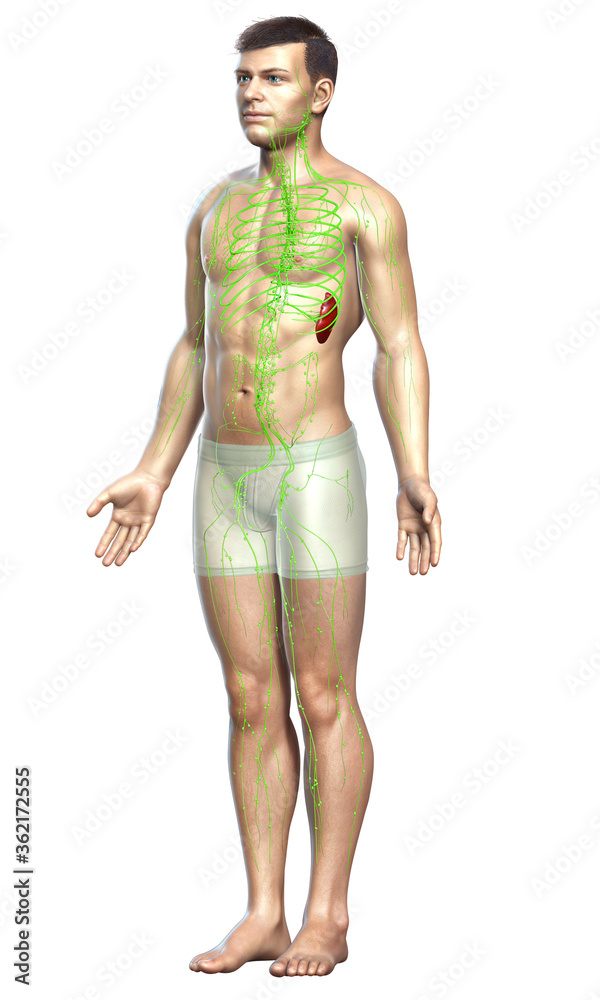 3d rendered medically accurate illustration of a male lymphatic system 3d rendered medically accurate illustration of a male lymphatic system
