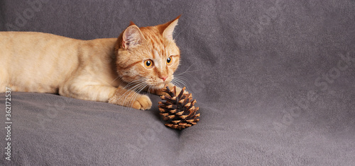 Cute red kitten plays with a pine cone, horizontal format, space for text photo