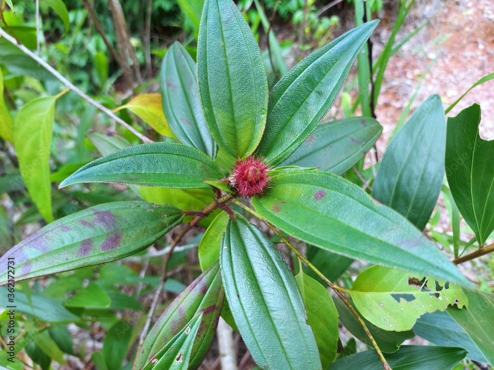 Rhodomyrtus tomentosa is a small perennial shrub. When raw, green when ripe, it is a dark purple color with a very sweet taste. Rhodomyrtus tomentosa is a small perennial shrub. When raw, green when ripe, it is a dark purple color with a very sweet taste.