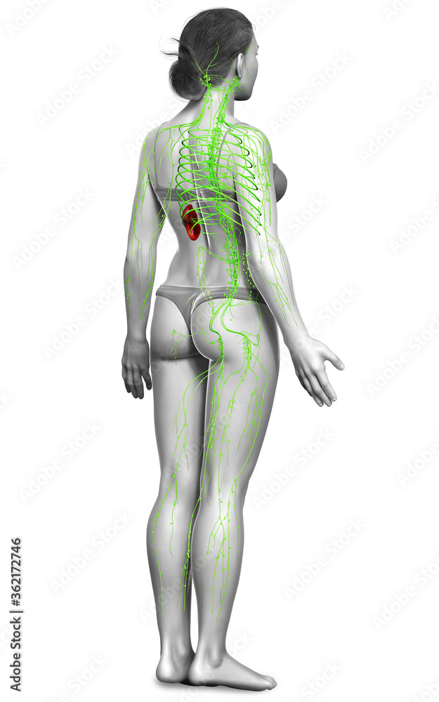 3d rendered medically accurate illustration of a female lymphatic system