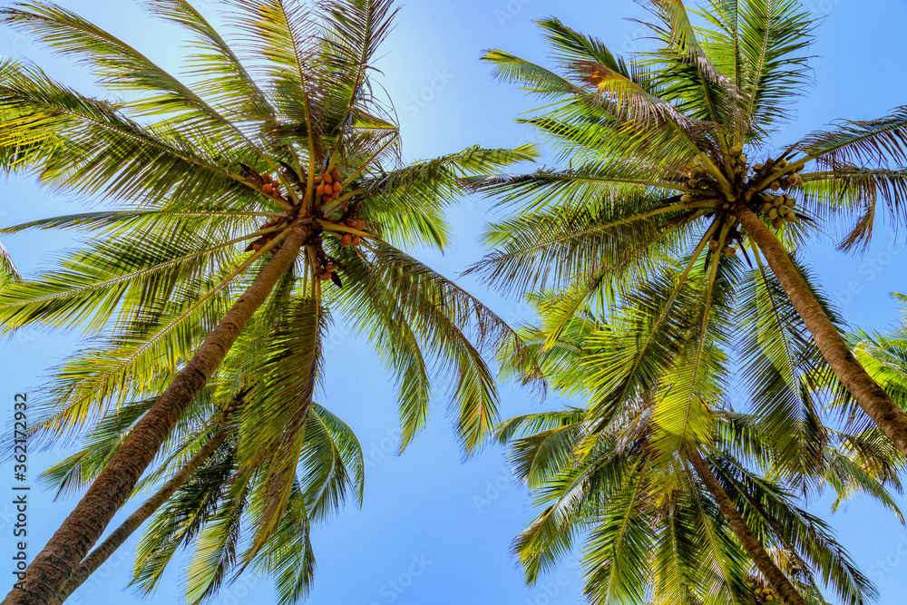 Obraz premium Coconut tree with blue sky at Goa, India.