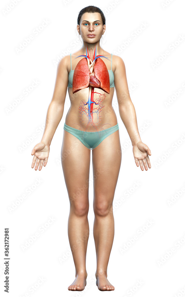 3d rendered, medically accurate illustration of a female lung anatomy 3d rendered, medically accurate illustration of a female lung anatomy