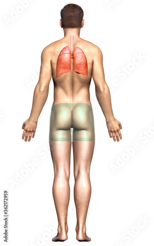 3d rendered  medically accurate illustration of a male lung anatomy