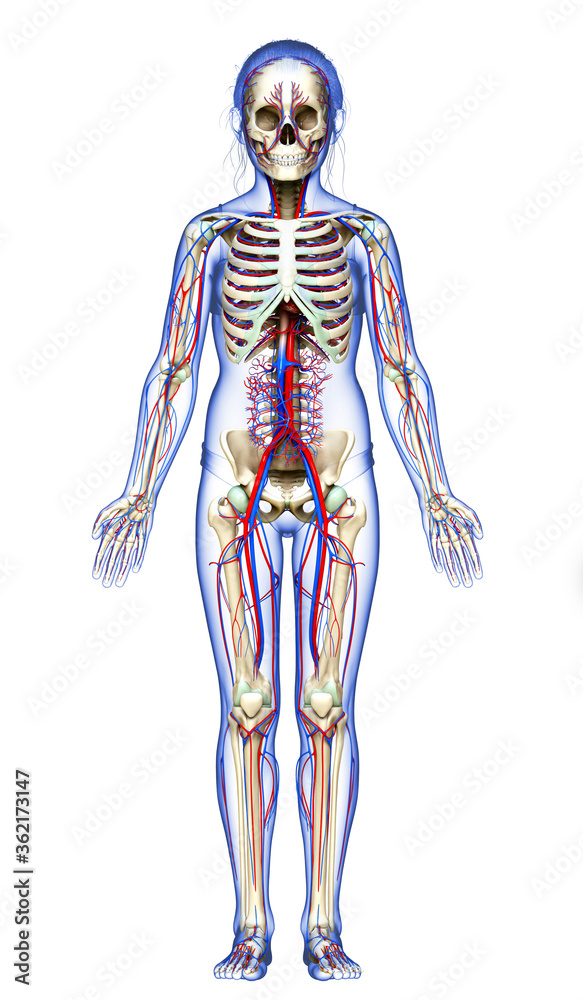 3d rendered medically accurate illustration of the young girl circulatory and skeleton system 3d rendered medically accurate illustration of the young girl circulatory and skeleton system