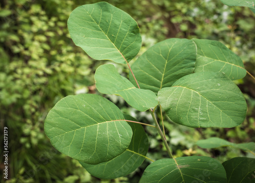 Wallpaper Mural leaves of the Cotinus coggygria in spring. Smoke bush. Close-up of green leaves on branches of the tree. Torontodigital.ca