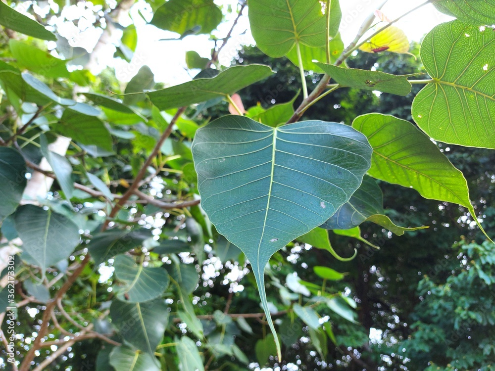 Bodhi Tree Green Leaves, Bodhi Tree is recognizable by its heart-shaped leaves, which are usually prominently displayed. Bodhi Tree Green Leaves, Bodhi Tree is recognizable by its heart-shaped leaves, which are usually prominently displayed.