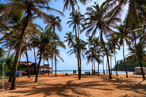 Beautiful landscape with big green palm trees in the foreground to the background of tourist and sunbeds on a beautiful exotic tropical Baga beach in Goa, India.