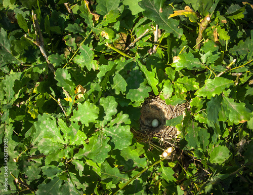 Blackbird nest with one blue egg on oak branches