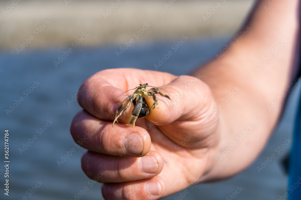 Cloesup of an shrimp held in Hand at Büsum mud flat