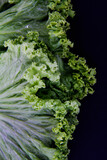 See a full lettuce with green leaves marked by green leaves with a black background.