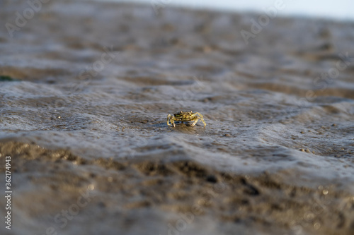 Macro shot of an walking crab in the mud flat © Luca