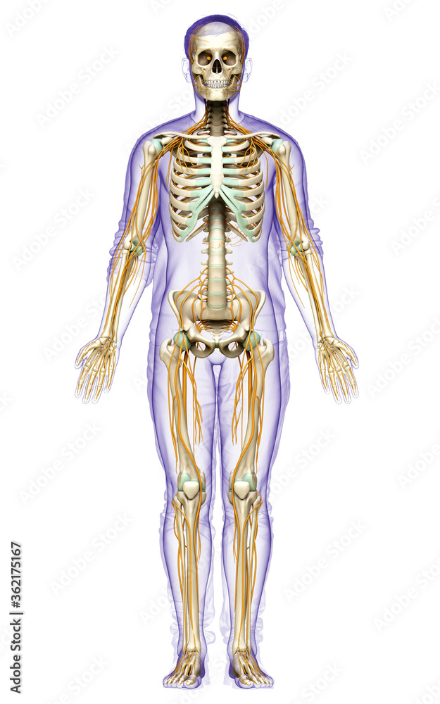 3d rendered medically accurate illustration of the nervous system and skeleton system