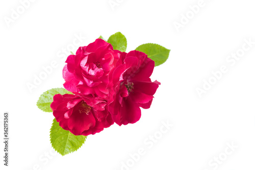 Red rose with green leaves on an white background.