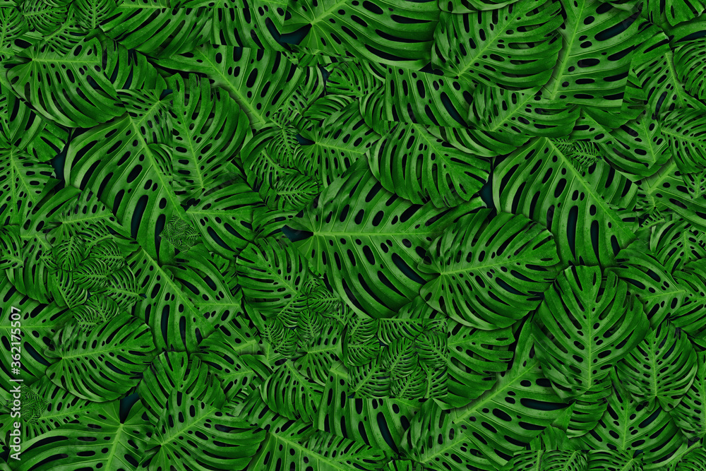 abstract tropical background rainforest leafs abstract tropical background rainforest leafs