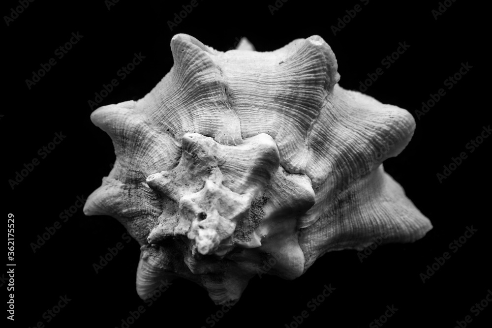 From the shell and all kinds of shells from the front view. Sea shells and a variety of sea shells with bright backgrounds. From the shell and all kinds of shells from the front view. Sea shells and a variety of sea shells with bright backgrounds.