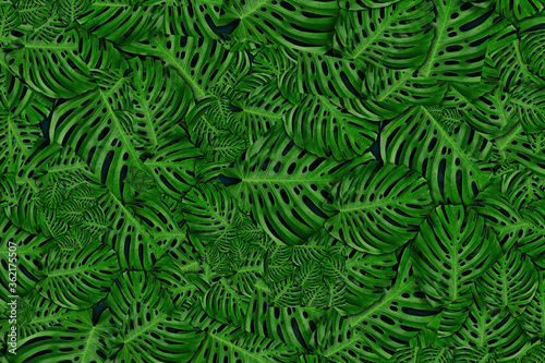 abstract tropical background rainforest leafs