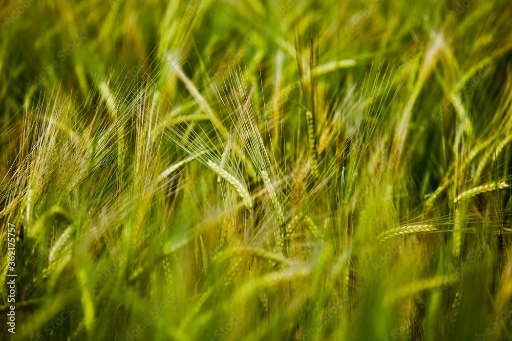 Rye ears field in summer sunny day close-up. Organic farming. Rye harvest. Agricultural industry. Cereal growing. Rye Harvesting season on farm field. Organic farming development. Rye ears field in summer sunny day close-up. Organic farming. Rye harvest. Agricultural industry. Cereal growing. Rye Harvesting season on farm field. Organic farming development.