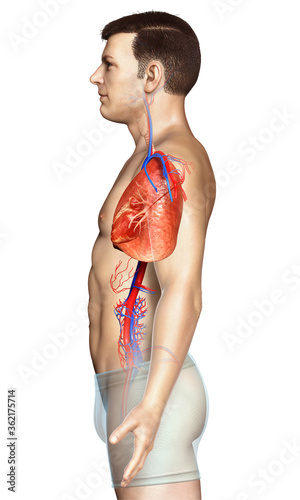 3d rendered, medically accurate illustration of a male lung anatomy photo