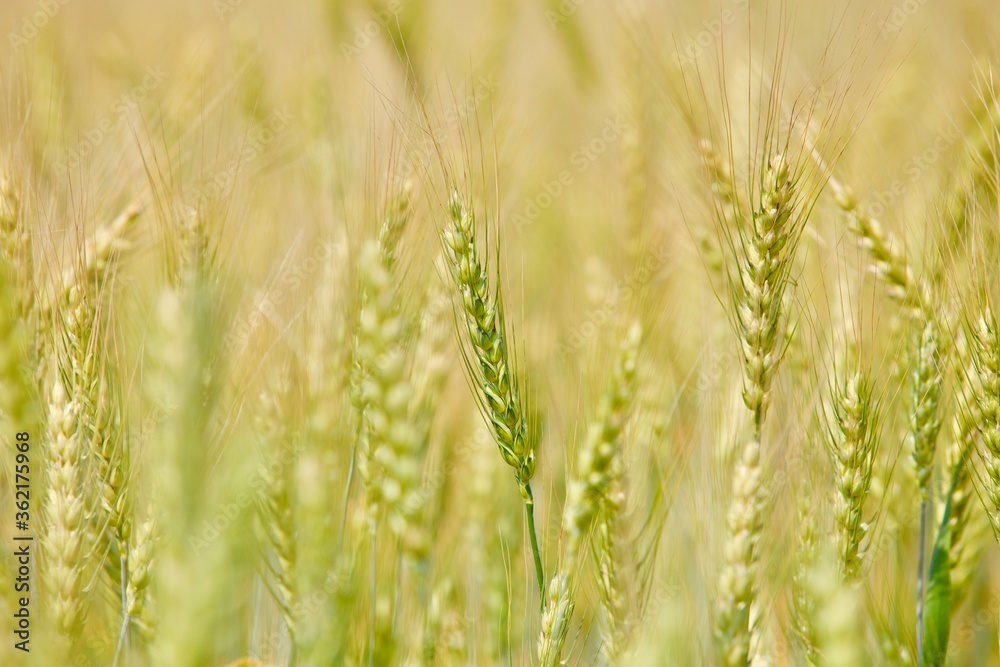 wheat spike close-up view. golden wheat ears. Golden wheat field in summer sunny day. Summer background. Golden sprouts on the field. Nature landscape. Organic farming. Agricultural industry.