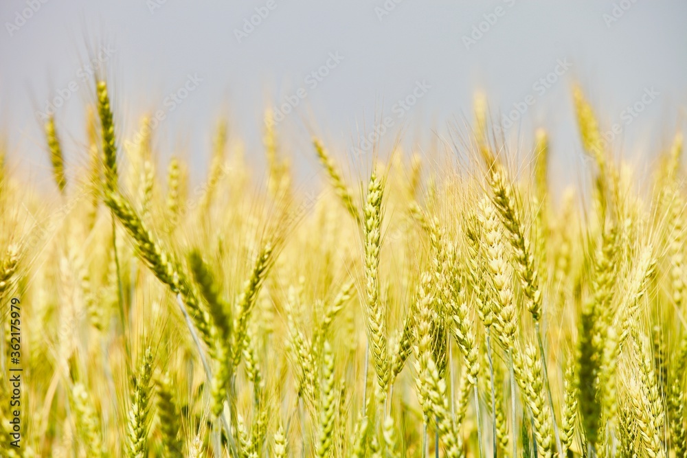 Golden wheat field in summer sunny day on blue sky background. Summer background. Wheat spike close-up view. Golden wheat ears in sunlight. Wheat sprouts on agricultural field. Organic farming. Golden wheat field in summer sunny day on blue sky background. Summer background. Wheat spike close-up view. Golden wheat ears in sunlight. Wheat sprouts on agricultural field. Organic farming.