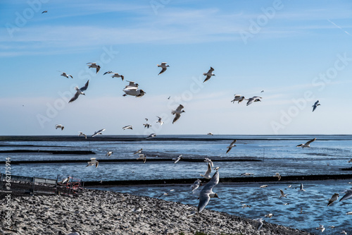 Seagull Hatchery at Eider Sperrwerk in Germany