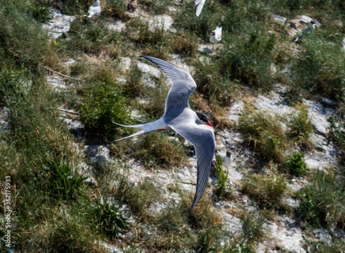 Seagull in Flight at the North Sea