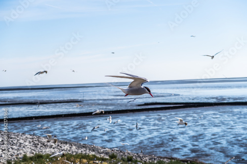 Seagull Hatchery at Eider Sperrwerk in Germany