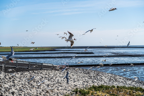 Seagull Hatchery at Eider Sperrwerk in Germany