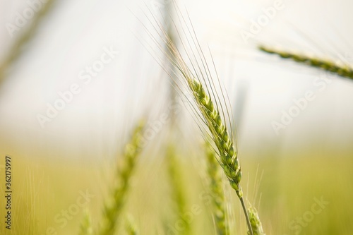 wheat spike close-up view. golden wheat ears. Golden wheat field in summer sunny day. Summer background. Golden sprouts on the field. Nature landscape. Organic farming. Agricultural industry.