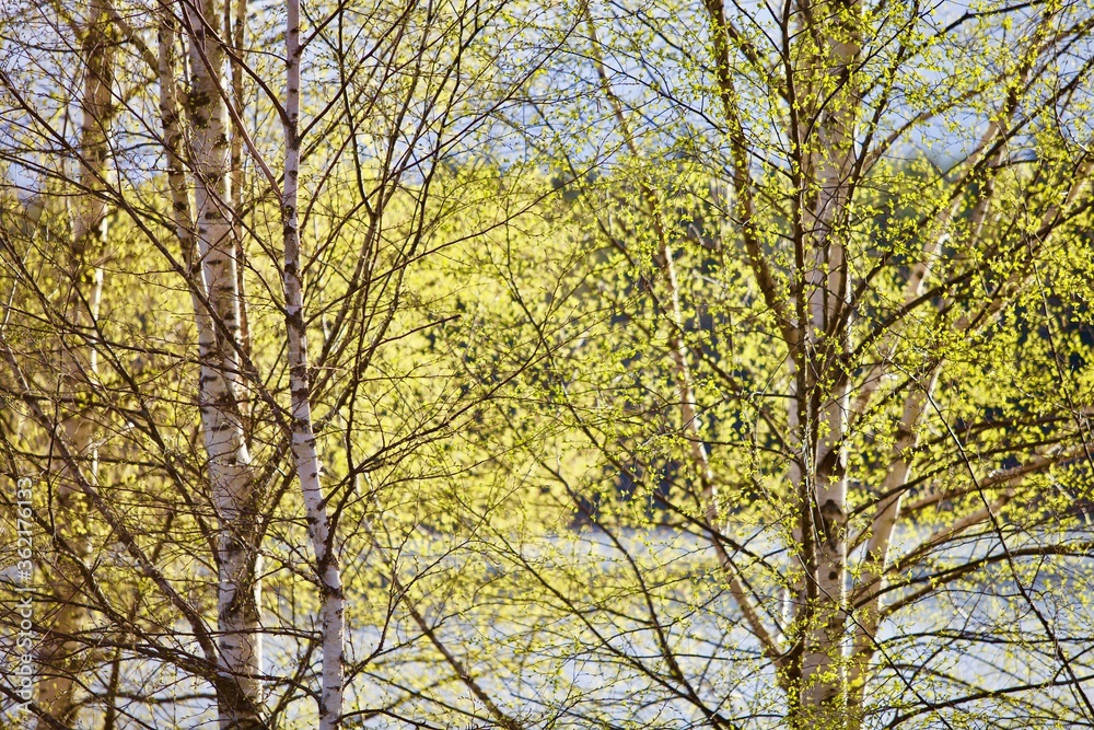 Blooming Birch grove in a sunny spring day. Young bright green leaves on birch tree branches close-up. White birch trunk in focus on a blurry blue background. Spring birch in bright sunlight close up. Blooming Birch grove in a sunny spring day. Young bright green leaves on birch tree branches close-up. White birch trunk in focus on a blurry blue background. Spring birch in bright sunlight close up.