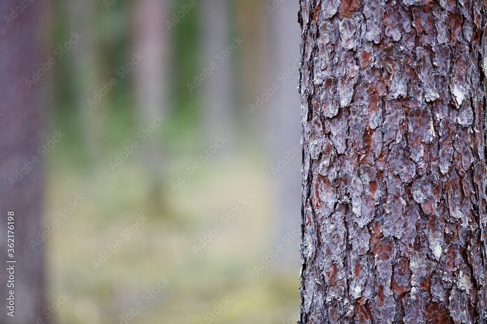 Pine tree trunk on blured background close-up. Evergreen Pine tree forest in spring sunny day. Primeval Woodland view. Natural parkland. Outdoor pursuit. Coniferous forest landscape. Nature reserve. Pine tree trunk on blured background close-up. Evergreen Pine tree forest in spring sunny day. Primeval Woodland view. Natural parkland. Outdoor pursuit. Coniferous forest landscape. Nature reserve.