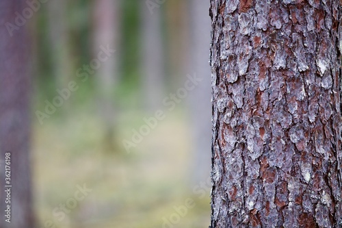 Pine tree trunk on blured background close-up. Evergreen Pine tree forest in spring sunny day. Primeval Woodland view. Natural parkland. Outdoor pursuit. Coniferous forest landscape. Nature reserve.