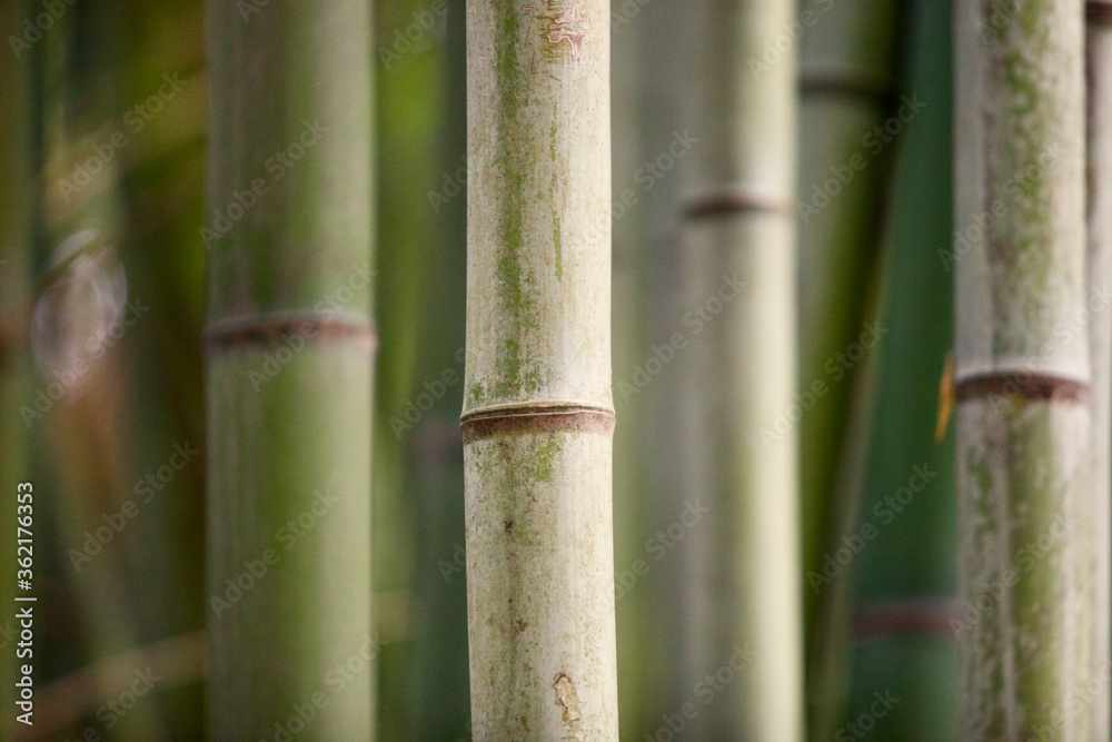 Bamboo stems close-up. Bamboo forest close-up. Bamboo texture. Rainforest plants recovery. Bamboo background pattern. Ecological natural material. Bright Green bamboo grove. Selected focus. Bamboo stems close-up. Bamboo forest close-up. Bamboo texture. Rainforest plants recovery. Bamboo background pattern. Ecological natural material. Bright Green bamboo grove. Selected focus.