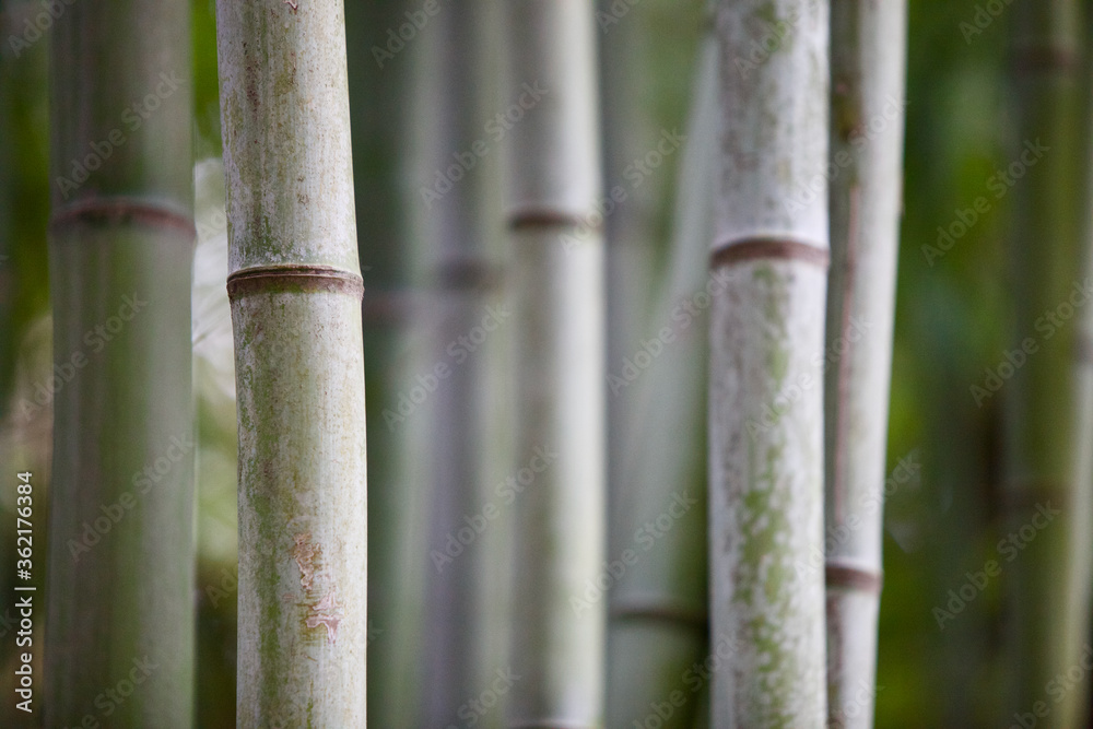 Bamboo stems close-up. Bamboo forest close-up. Bamboo texture. Rainforest plants recovery. Bamboo background pattern. Ecological natural material. Bright Green bamboo grove. Selected focus. Bamboo stems close-up. Bamboo forest close-up. Bamboo texture. Rainforest plants recovery. Bamboo background pattern. Ecological natural material. Bright Green bamboo grove. Selected focus.