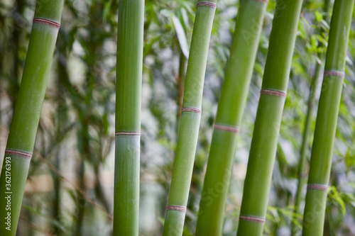 Bamboo forest close-up. Rainforest plants recovery. Bamboo stem texture close up. Bamboo background pattern. Ecological natural material. Bright Green bamboo grove. Selected focus. Abstract background