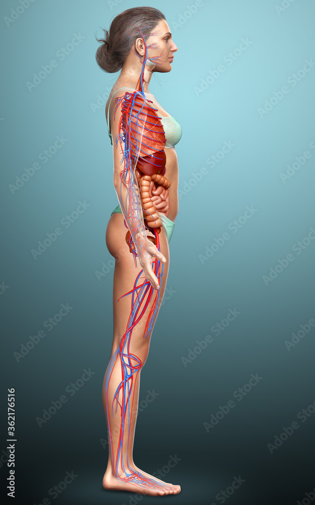 3d rendered medically accurate illustration of the female circulatory system and internal organs 3d rendered medically accurate illustration of the female circulatory system and internal organs