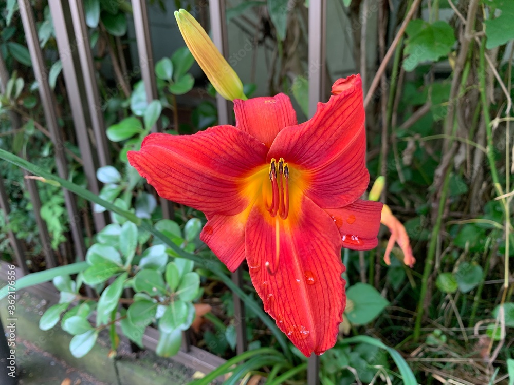 Obraz premium A daylily is a flowering plant in the genus Hemerocallis,Red and yellow petals, slender petals, hard stem, green leaves.