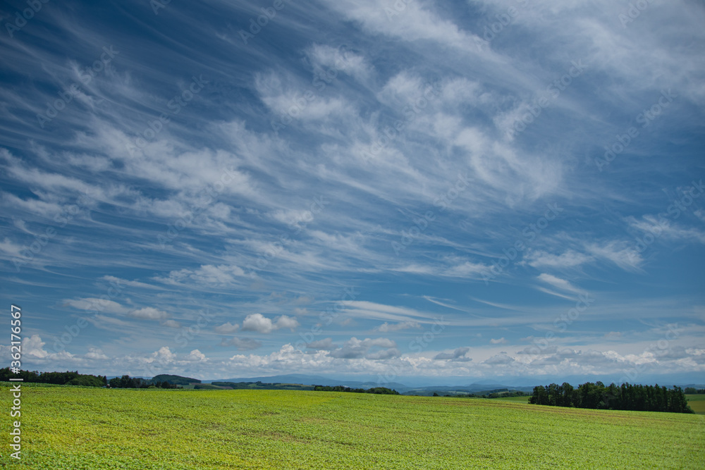 Obraz premium 7月の素敵な雲たちと美瑛の大地