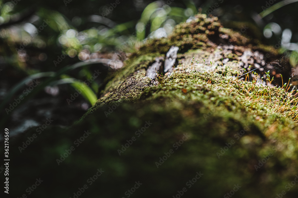 a trunk fallen in the forest overgrown with moss. outdoor recreation concept. a trunk fallen in the forest overgrown with moss. outdoor recreation concept.