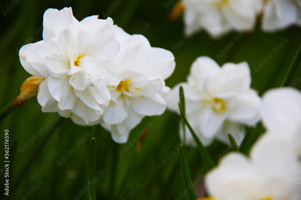 white yellow daffodil flowers in garden