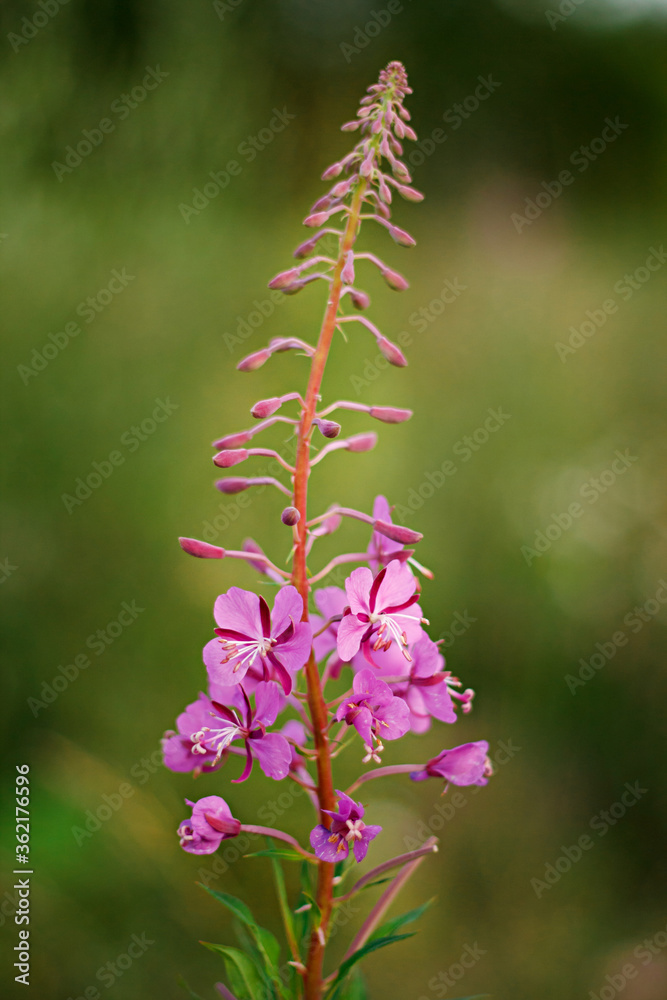 summer wildflowers at sunset. flower composition. lilac flowers closeup with blurry background. summer wildflowers at sunset. flower composition. lilac flowers closeup with blurry background.