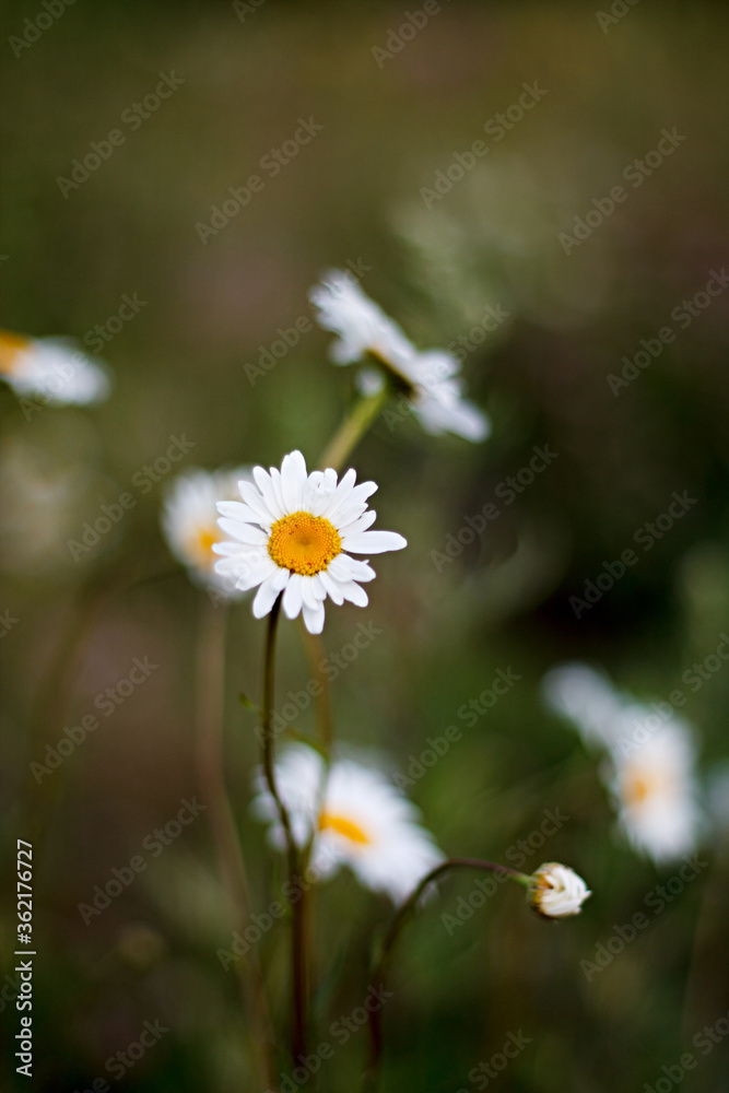 summer wildflowers at sunset. flower composition. White flowers closeup with blurry background. daisies summer wildflowers at sunset. flower composition. White flowers closeup with blurry background. daisies