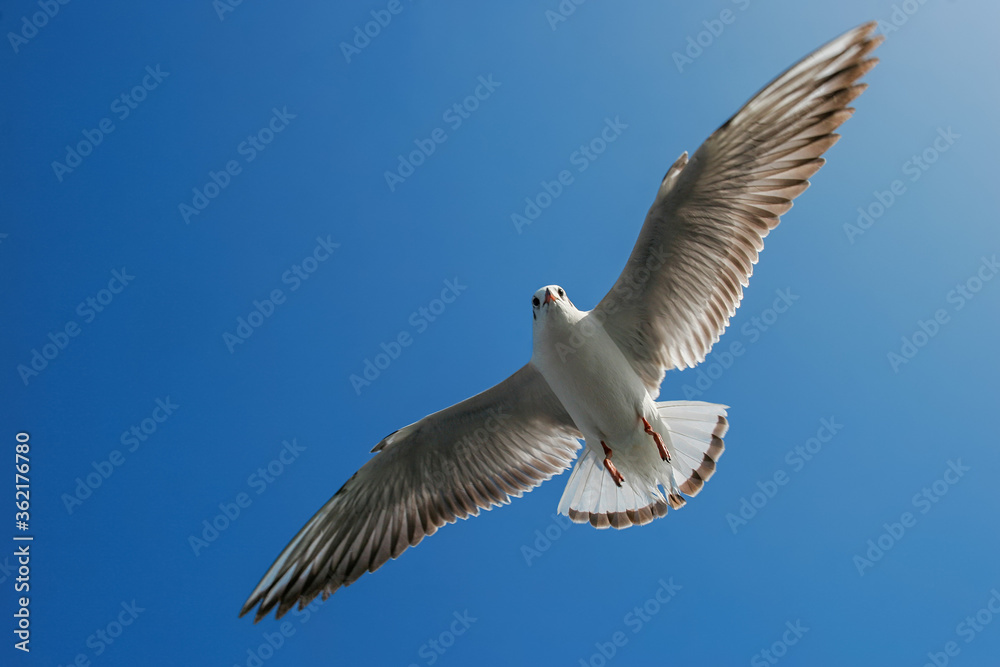 Seagulls flying in sky at way to Bet Dwarka, Gujarat, India Seagulls flying in sky at way to Bet Dwarka, Gujarat, India